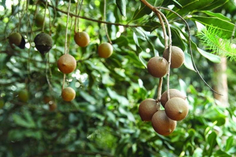 comment pousse la noix de macadamia