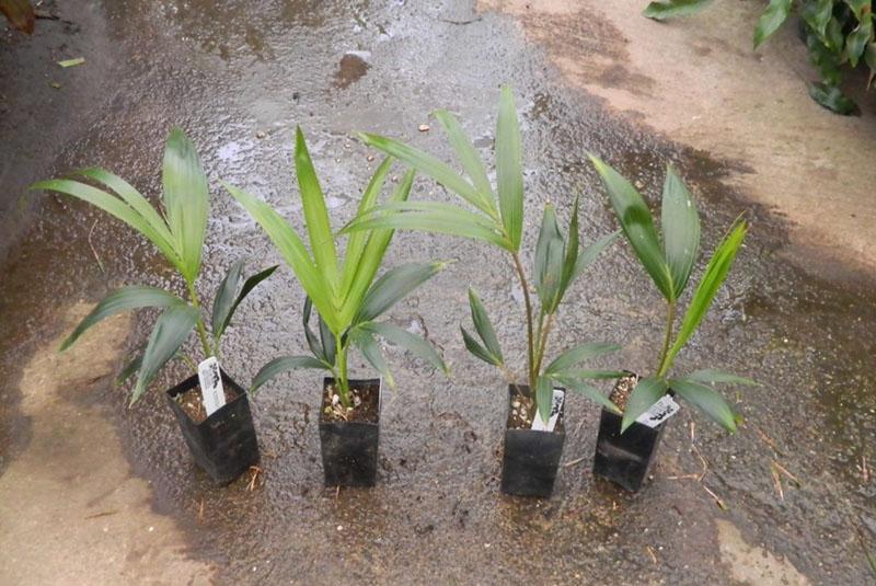 hovea en pleine croissance