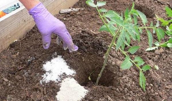 fertiliser le trou pendant la plantation