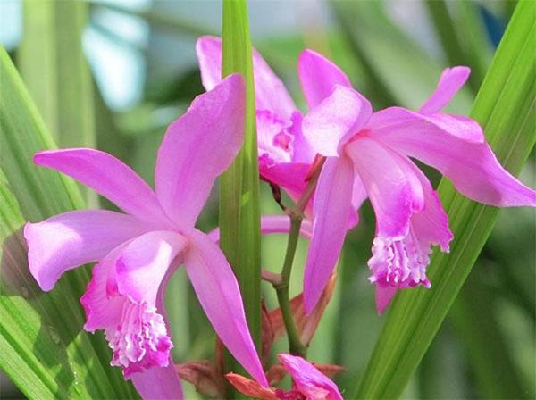 flor de orquídea bletilla