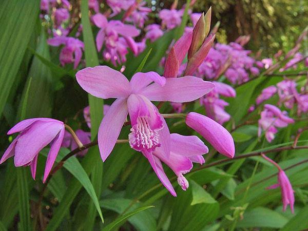 Bletilla a rayas