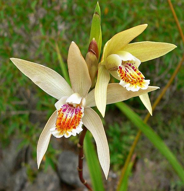 bletilla brun-jaune