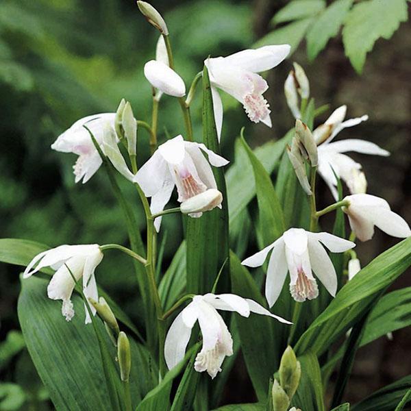 bletilla stratiata alba