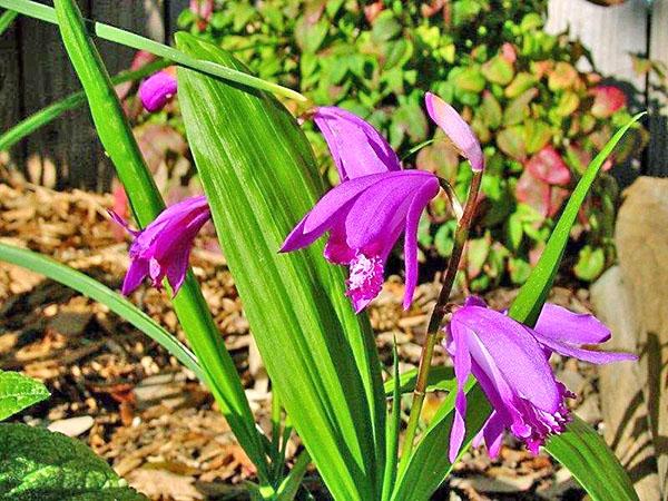 prendre soin de bletilla dans le jardin