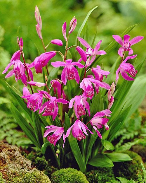 Plantación y cuidado de orquídeas bletilla.