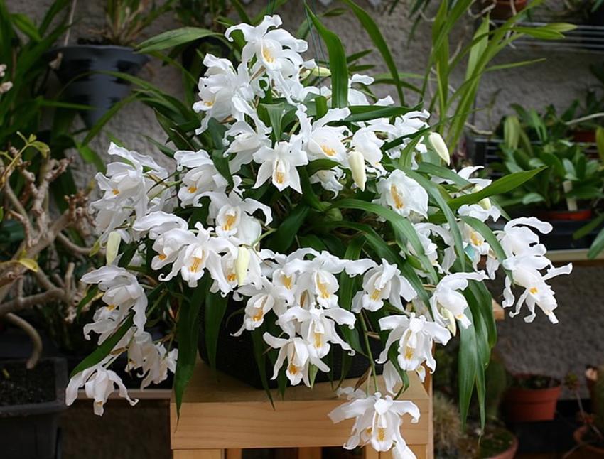orquídea de cellogin