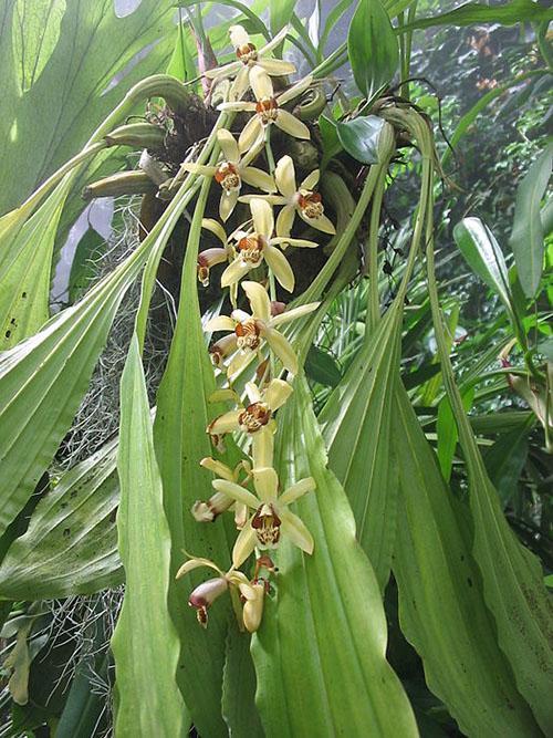 orchidée célogine Massange
