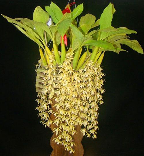 Cellogin Rohussen dans un pot de fleurs