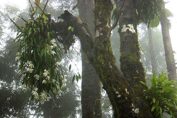 orchidée de cello à l'état sauvage