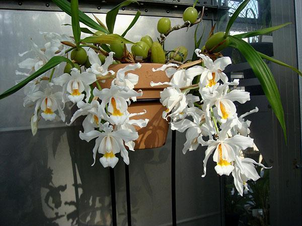 orchidée de cello