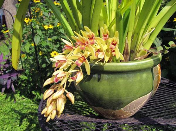 Feuille d'aloès Cymbidium