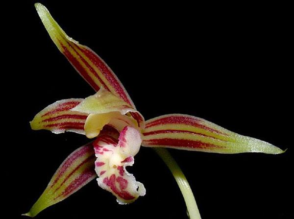 Cymbidium à feuilles d'épée