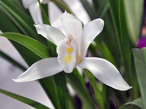 Cymbidium blanc jaunâtre