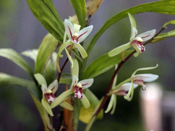 Cymbidium lancéolé