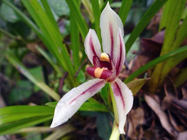 Cymbidium Dea