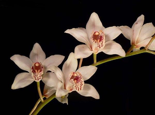 Orchidée Cymbidium remarquable