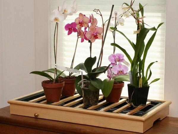 Para el desarrollo y la floración exitosos de la orquídea Phalaenopsis, se necesitan condiciones especiales.