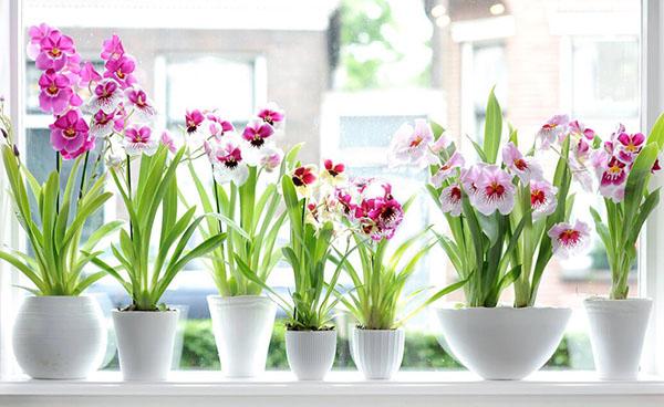 Soins Miltonia