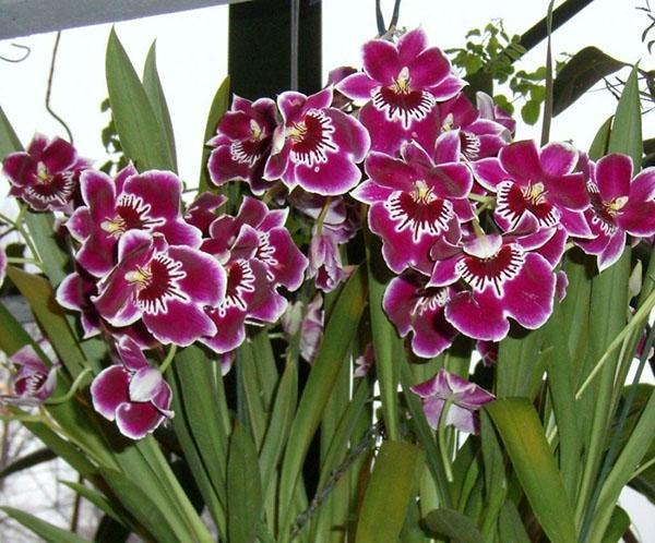 orquídea miltonia