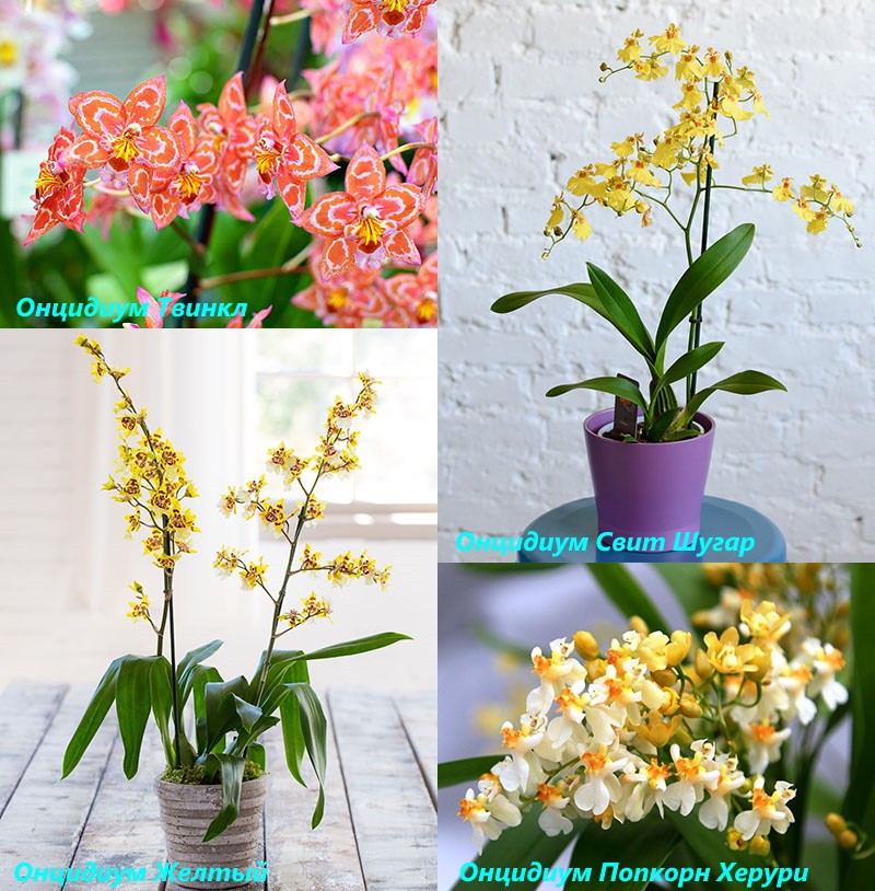 types populaires d'oncidium