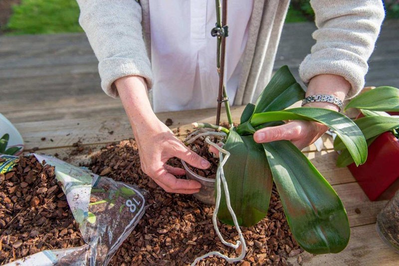 planter des orchidées oncidium dans un nouveau sol