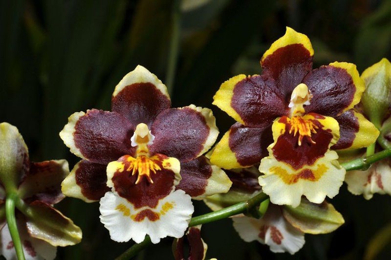 orchidée oncidium en fleurs luxuriantes