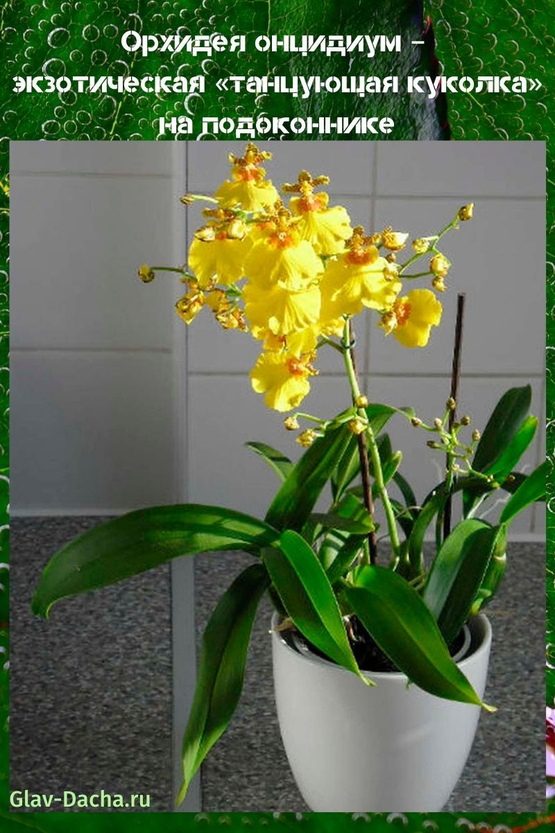 orchidée oncidie