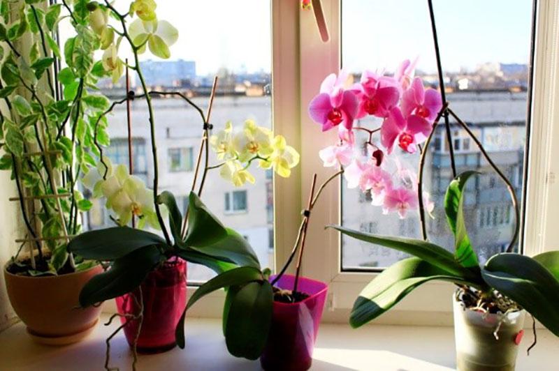 comment prendre soin d'une orchidée en fleurs