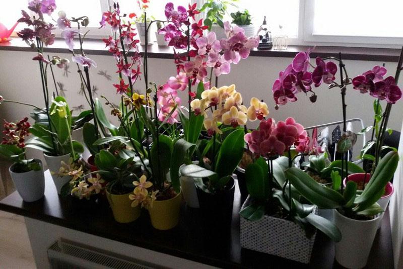merveilleuses orchidées à la maison