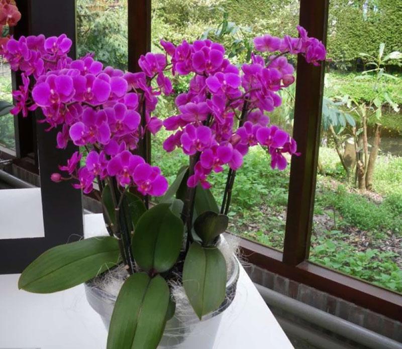 température confortable pour les orchidées