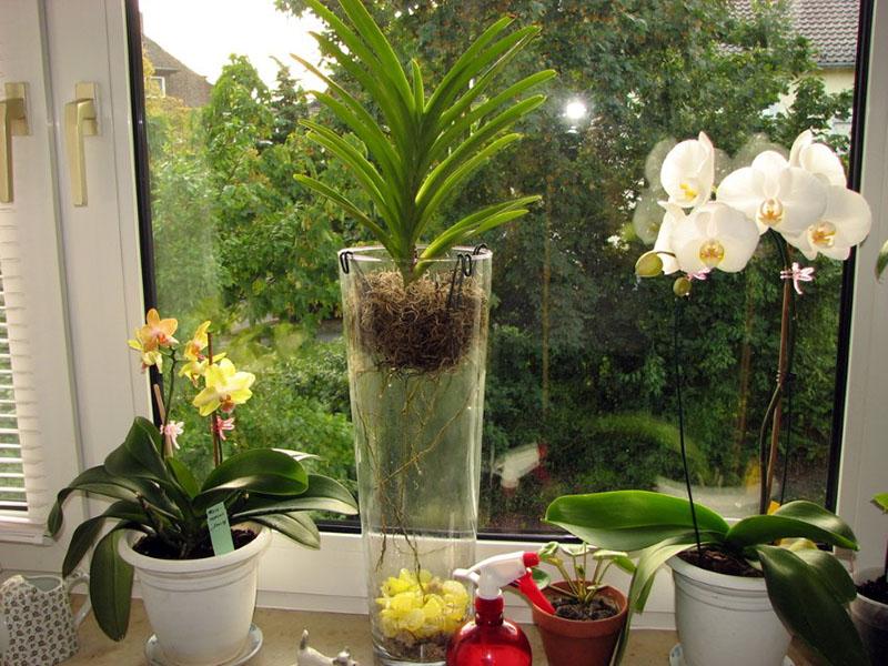 Orchidée : soins à domicile dans le respect du régime d'éclairage