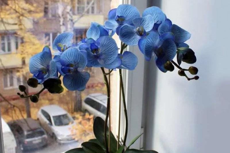 l'orchidée est en pleine floraison