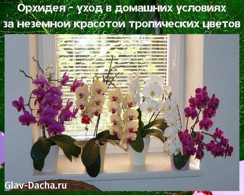 soins à domicile orchidée
