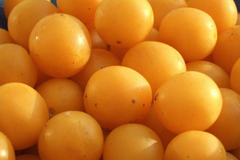 preparar frutos de ciruela cereza