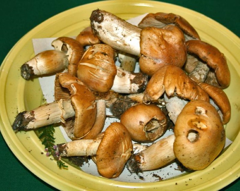 champignons de poulet ou chapeaux annelés