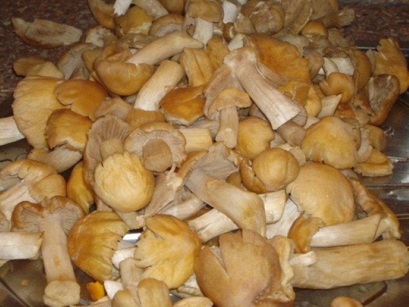 recette de champignons marinés au poulet