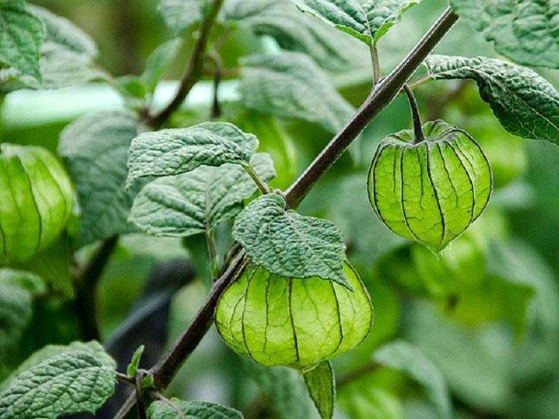 Physalis vegetal