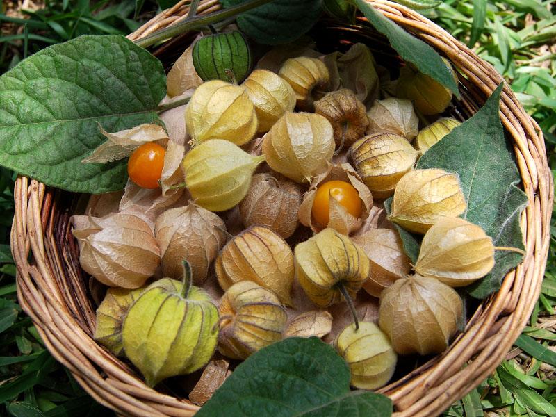 Physalis madura para espacios en blanco