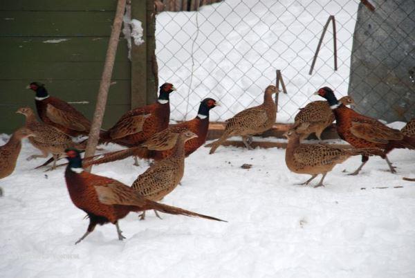 L'hivernage des faisans