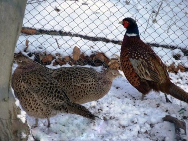 Faisans dans la neige