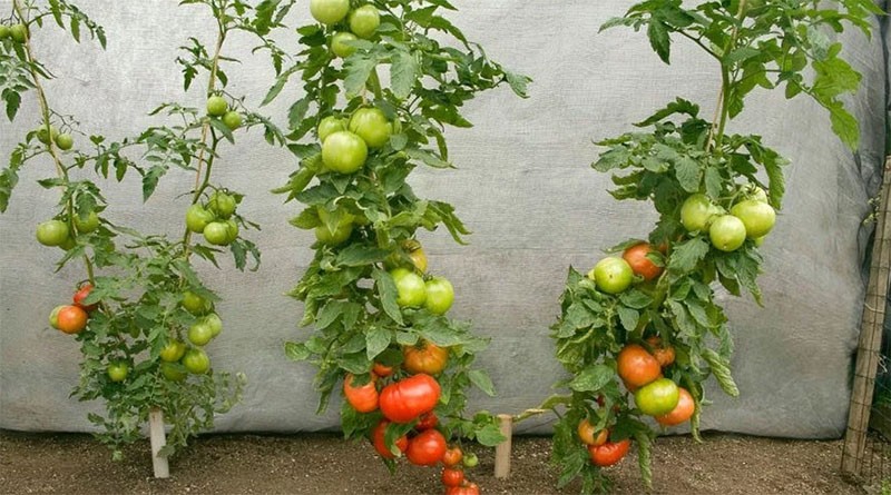 bâton de tomate fructifère en colonne