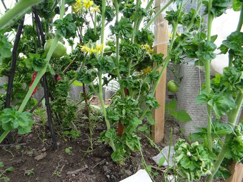 Variedades de tomate inusuales se pegan