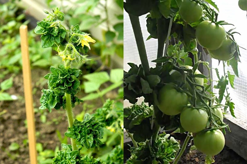 bâton de tomate en croissance