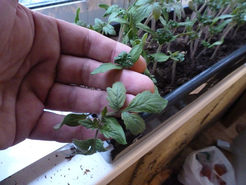 brotes de semillas de tomate palo