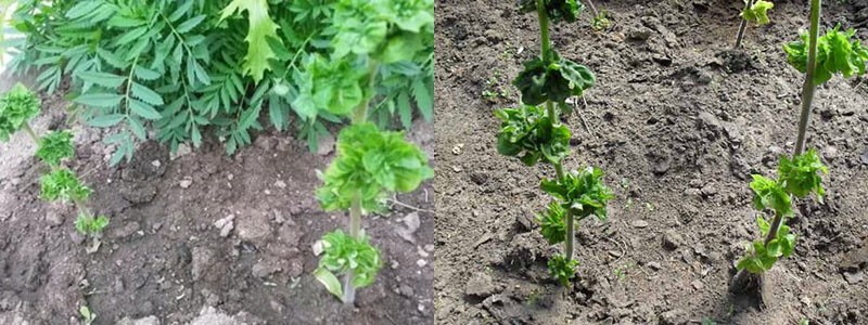 planter des semis dans le jardin