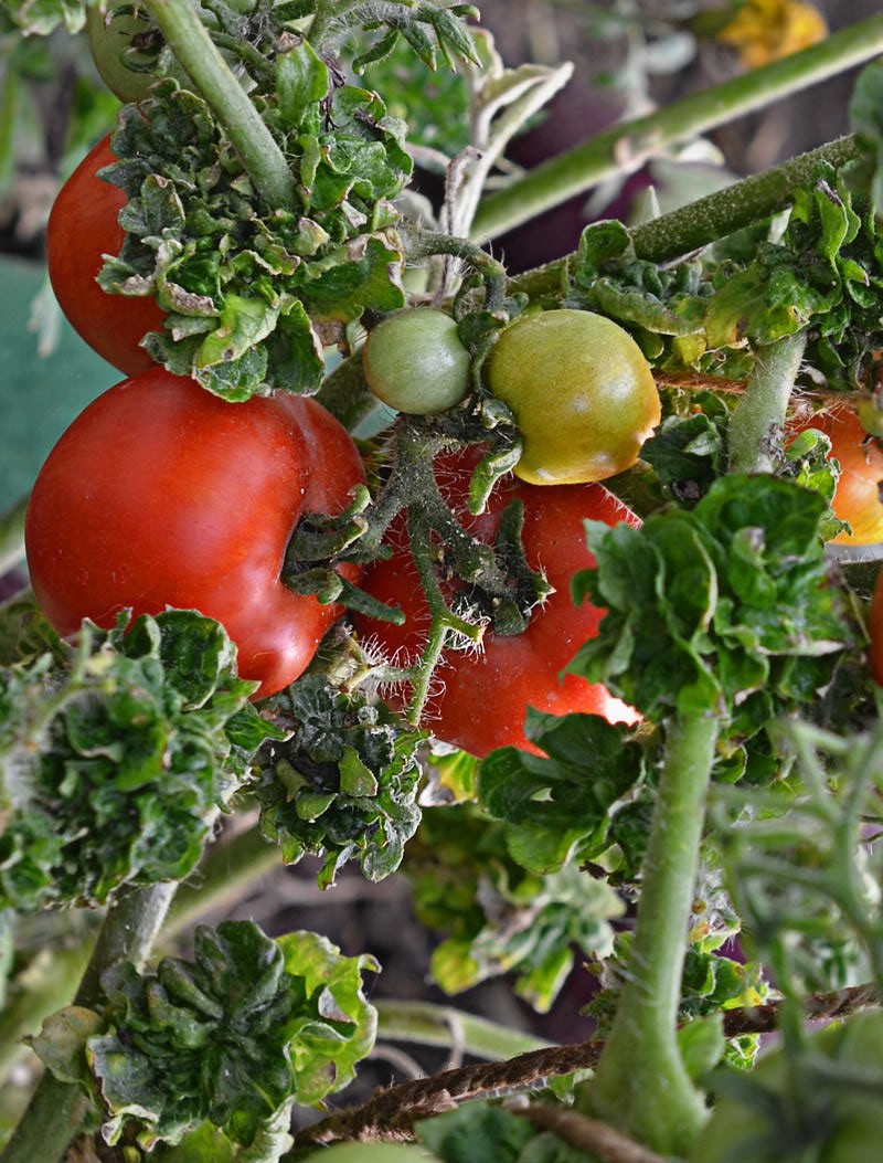 agrotecnología de cultivo de tomate en rama