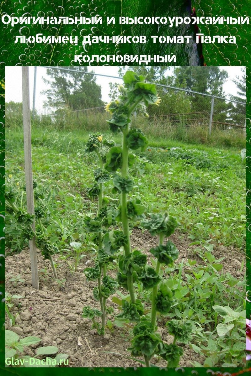 bâton de tomate en colonne