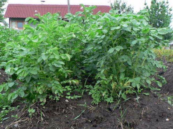 cultivo de papas kiwi