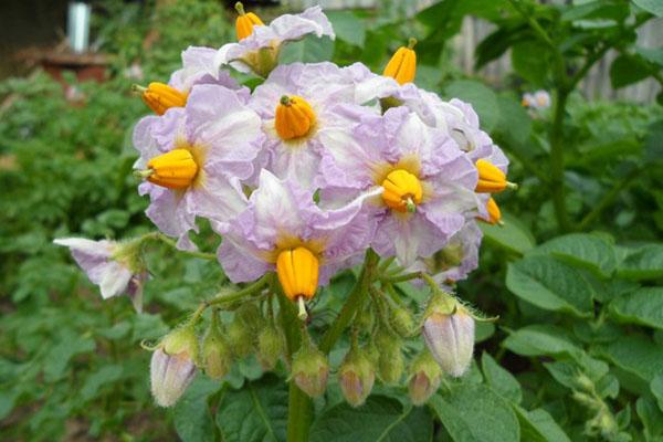 pommes de terre kiwi en fleurs