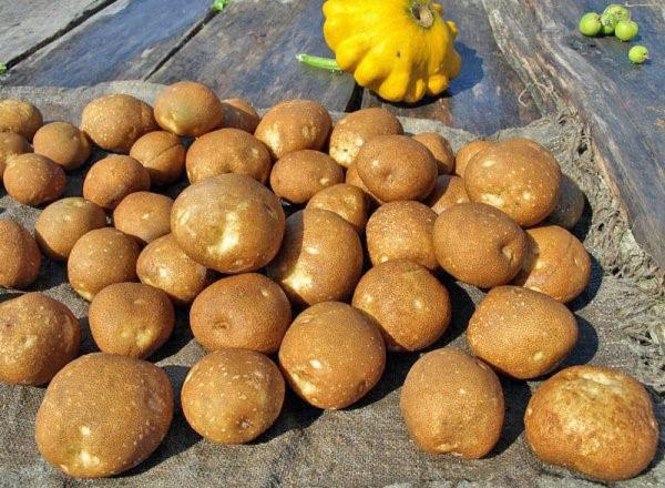 tubérculos de papa kiwi